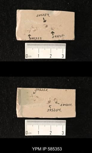 undet. Hymenoptera