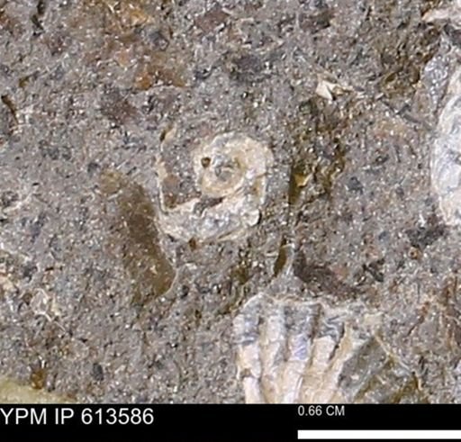 Scaphites sp.