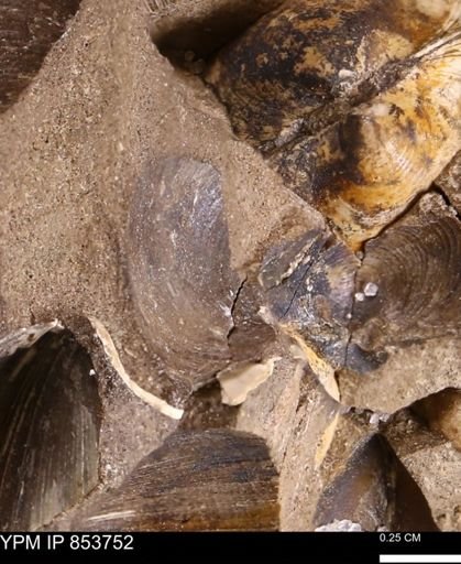 Limopsis striatopunctatus