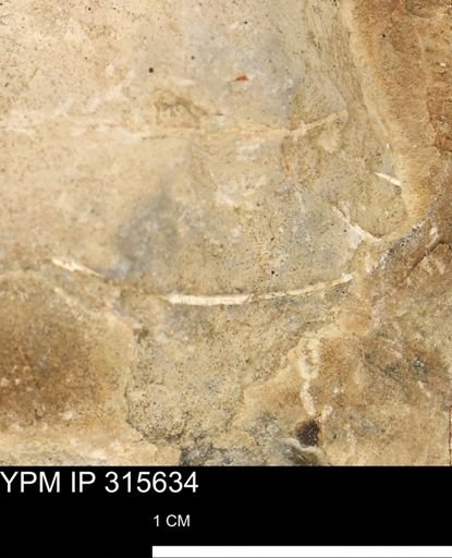 Baculites eliasi
