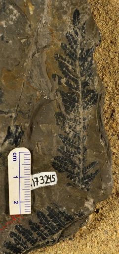 Pecopteris sp.