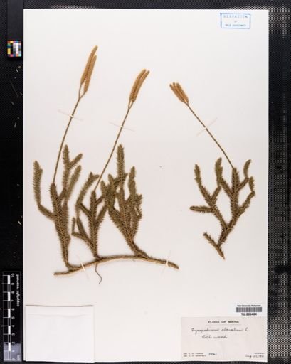 Lycopodium clavatum