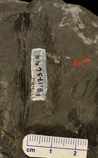 Asterophyllites sp.