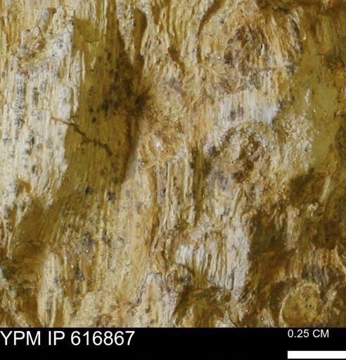 Teredo sp.