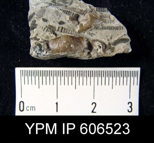 Plectambonites sericeus glaber