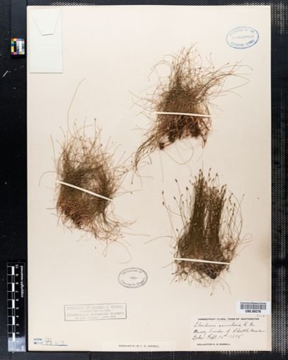 Eleocharis acicularis