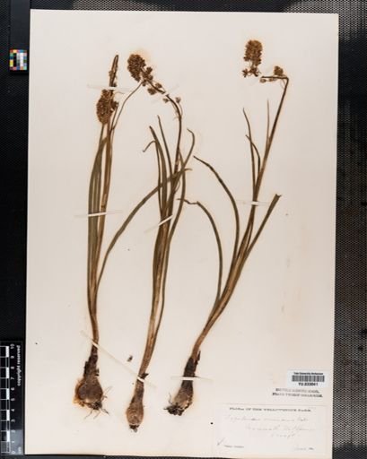 Plantae