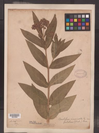 Asclepias incarnata pulchra