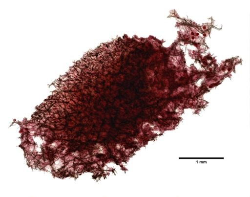 Clathria jugosa
