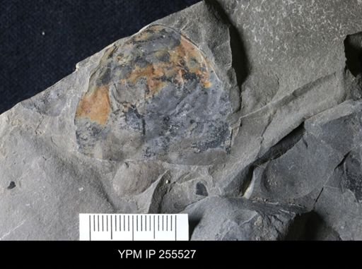 Hughmilleria sp.