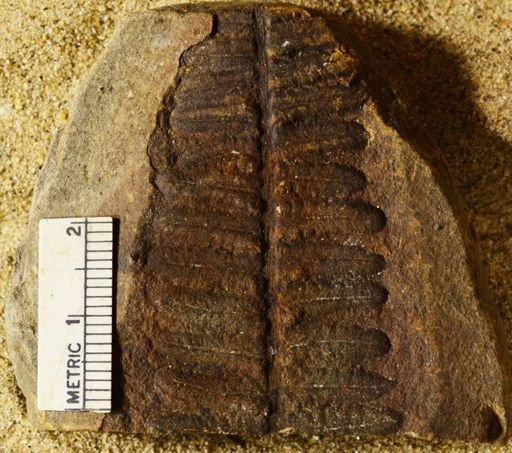 Pecopteris sp.