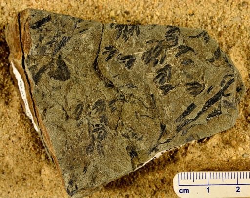 Psilophyton sp.