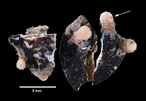 Actiniaria