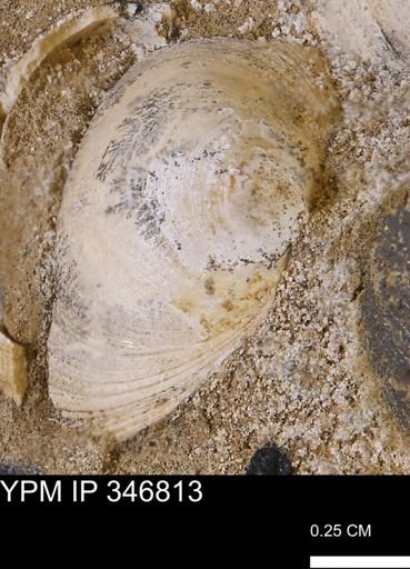 Limopsis striatopunctatus