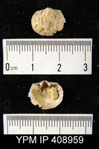 undet. Orthida