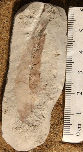 Cedrela pteraformis