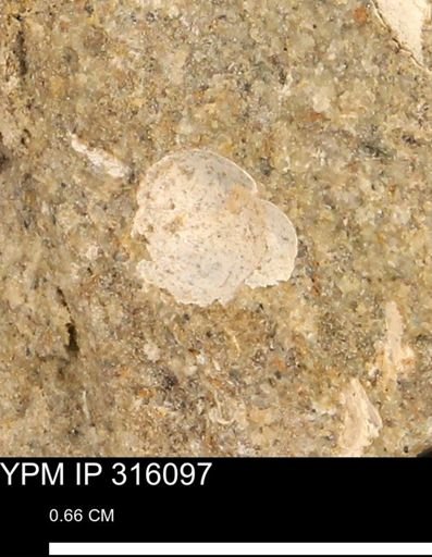undet. Mollusca
