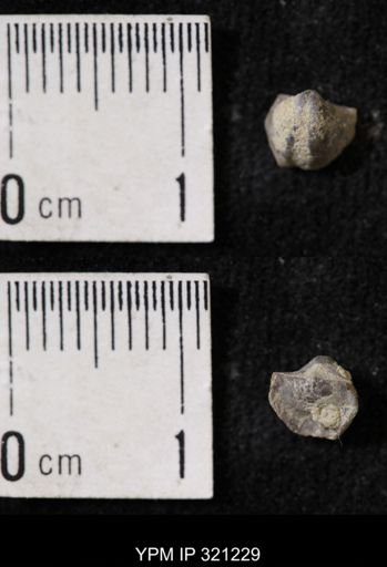 Ambocoelia sp.