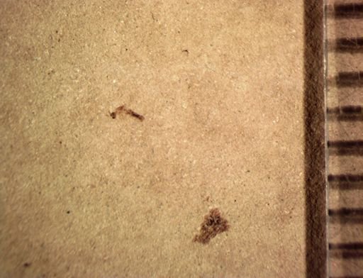 Hymenoptera?