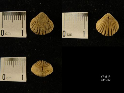 Rhynchotrema sp.