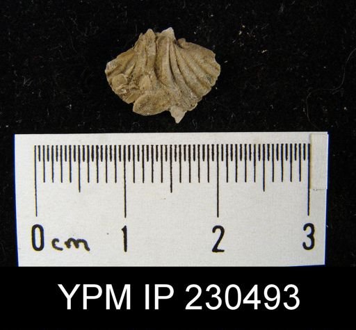 Spiriferina kentuckiensis