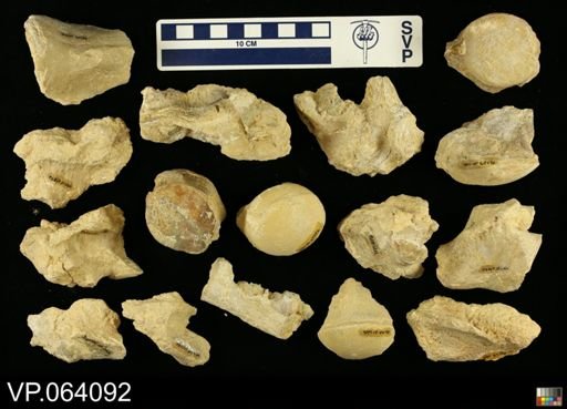undet. Mosasauridae