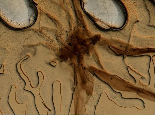 Leptodora
