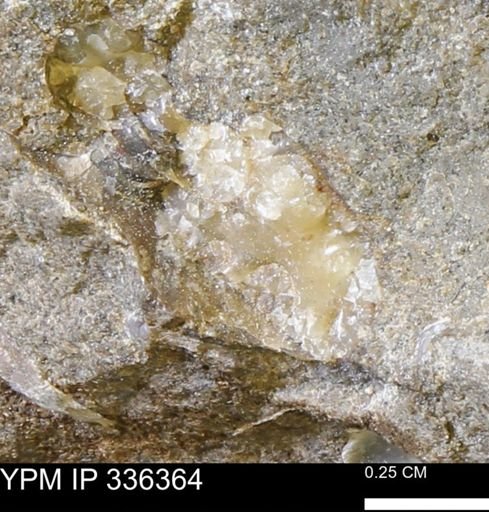 Scaphites sp.
