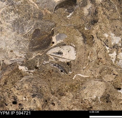 Protocardia sp.