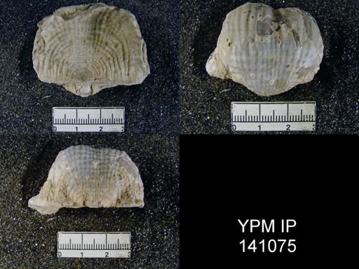Productus (Dictyoclostus) indicus