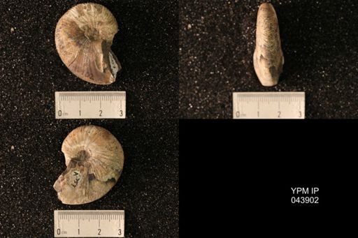 Hoploscaphites nicolletii
