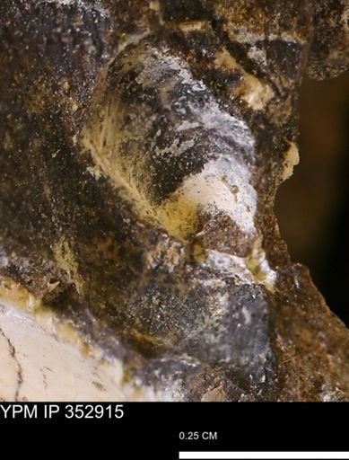 undet. Mollusca
