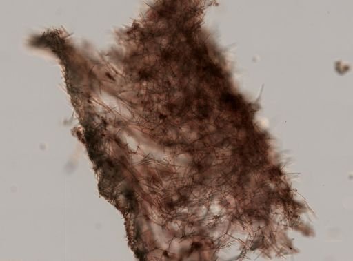 Haliclona canaliculata