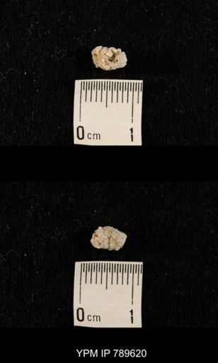 undet. Bryozoa