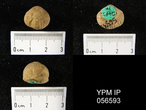 Uncinulus sp.
