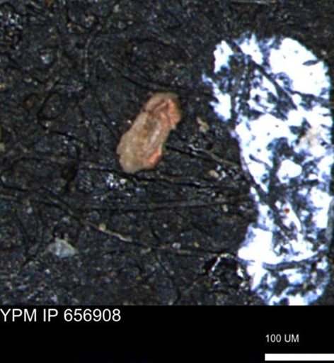 undet. Foraminiferida