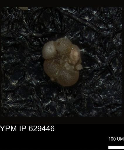 undet. Foraminiferida