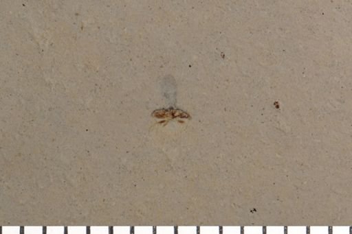 Diptera?