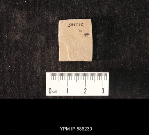 undet. Coleoptera
