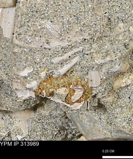undet. Scaphopoda