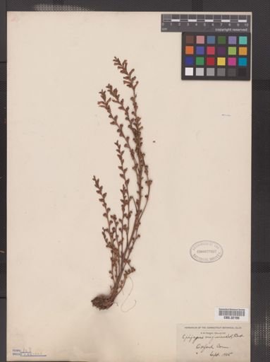 Epifagus virginiana