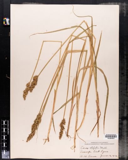 Carex stipata