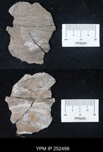 undet. Eurypterida