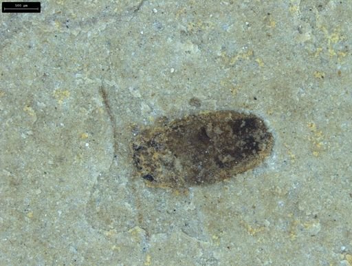 undet. Coleoptera