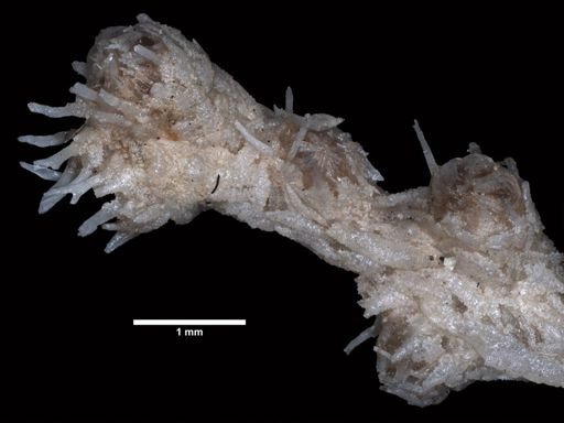 Acanthacis scabra
