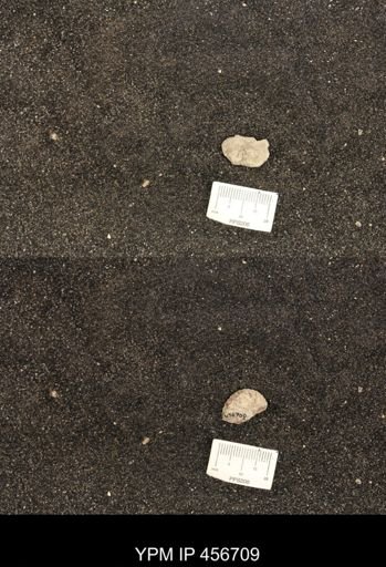 Scaphites ventricosus stantoni