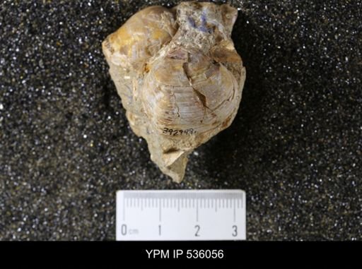 Unio pyramidatoides