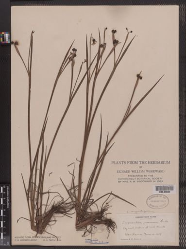 Sisyrinchium angustifolium