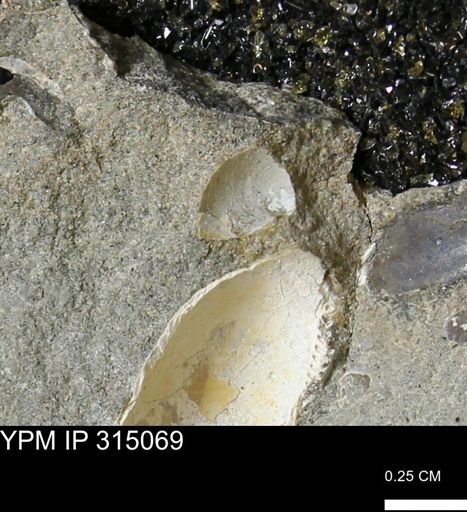 undet. Bivalvia