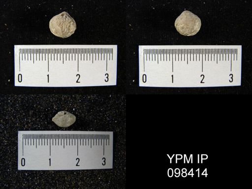 Nucleospira ventricosa